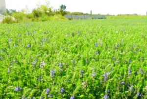 برداشت گیاه بادرشبو از سطح ۳۰۰ هکتار از مزارع آذربایجان غربی
