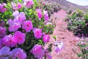 استحصال ۹۰۰ هزار لیتر گلاب در آذربایجان غربی